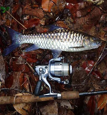 1019_Semah Mahseer_Tor douronensis.jpg